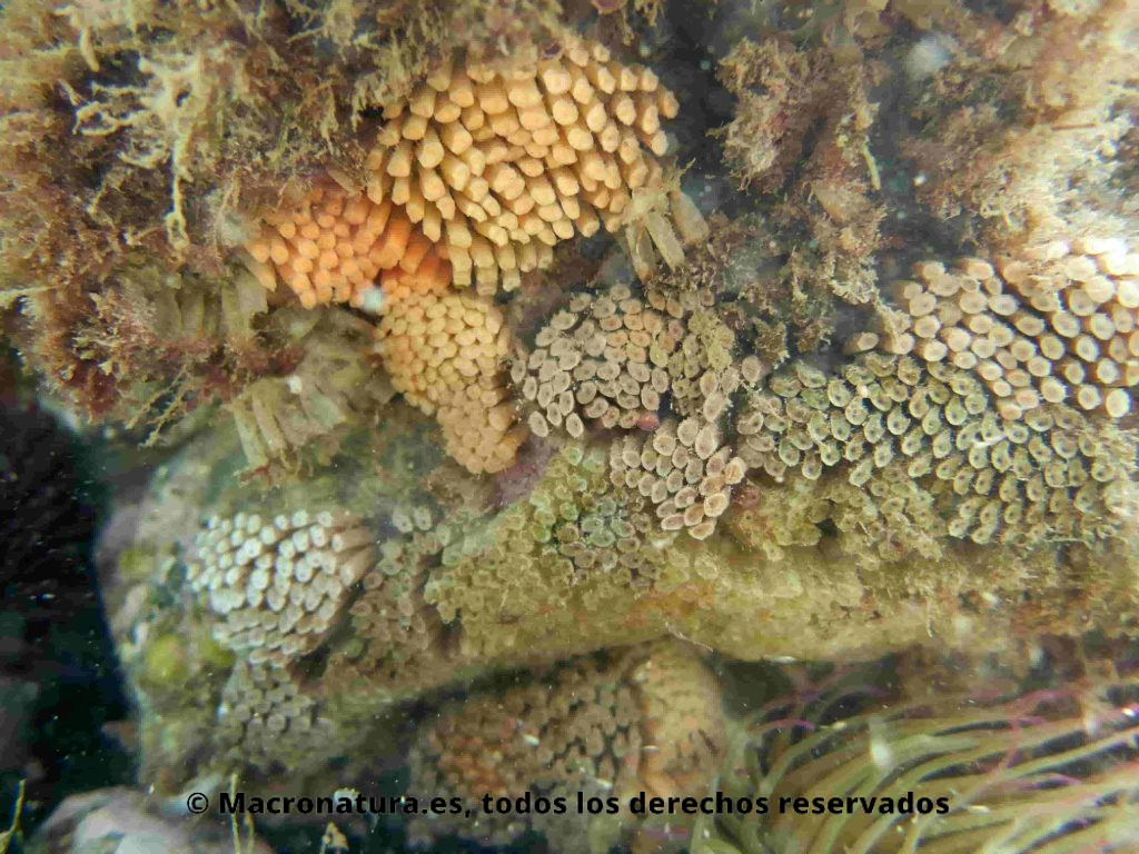 Huevos desove de Caracoles marinos Stramonita haemastoma