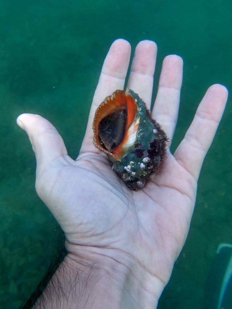 Un Caracol marino Stramonita haemastoma sobre mi mano. Detalle de apertura roja-