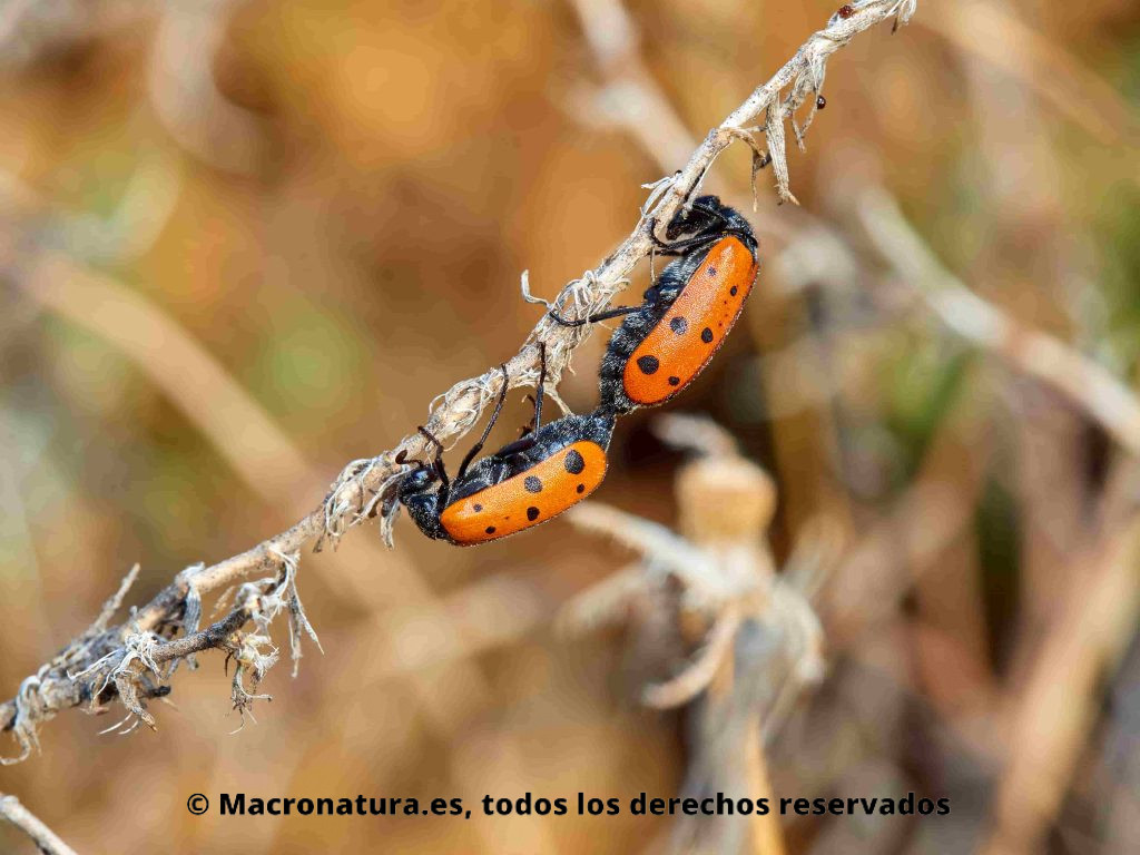 Escarabajo mascaflor Mylabris hieracii copulando
