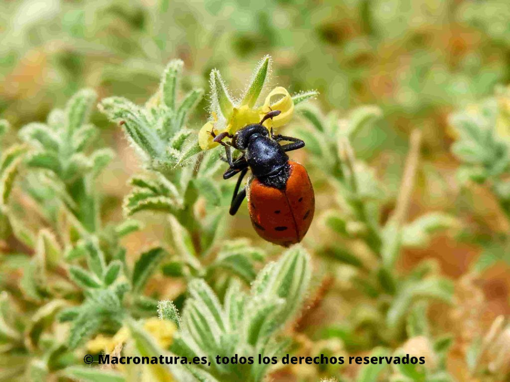 Escarabajo mascaflor Mylabris hieracii comiendo de una flor amarilla