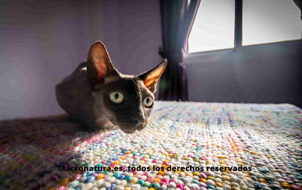 Gato sin pelo gato sphynx retrato sobre una colcha de cama colorida al lado de una ventana