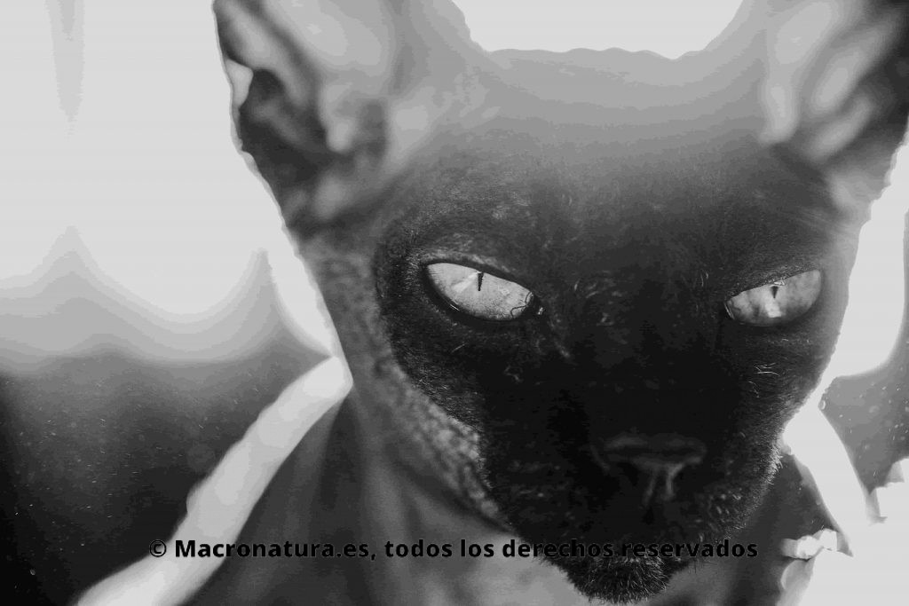 Gato sin pelo gato sphynx retrato en blanco y negro