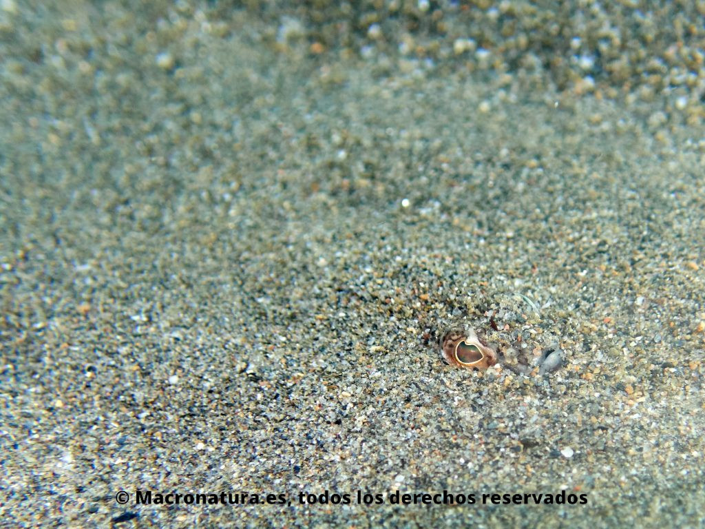 Pez Araña Trachinus draco enterrado en un fondo arenoso. Sólo se le ve un ojo y la boca.
