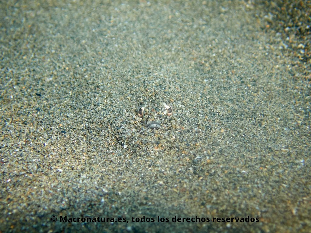 Pez Araña Trachinus draco enterrado en un fondo arenoso. Sólo se le ven los ojos y la boca.