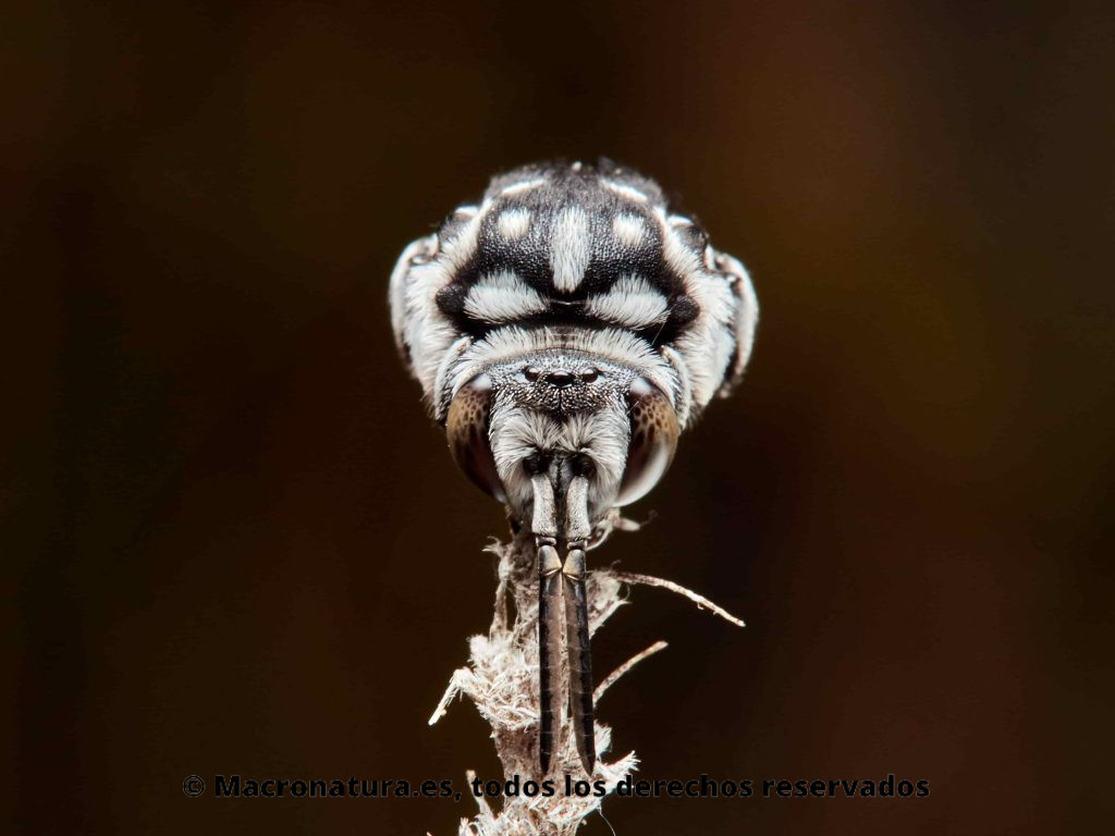 Abejas cuco del género Thyreus sobre un tallo agarrado por sus mandíbulas. Vista frontal
