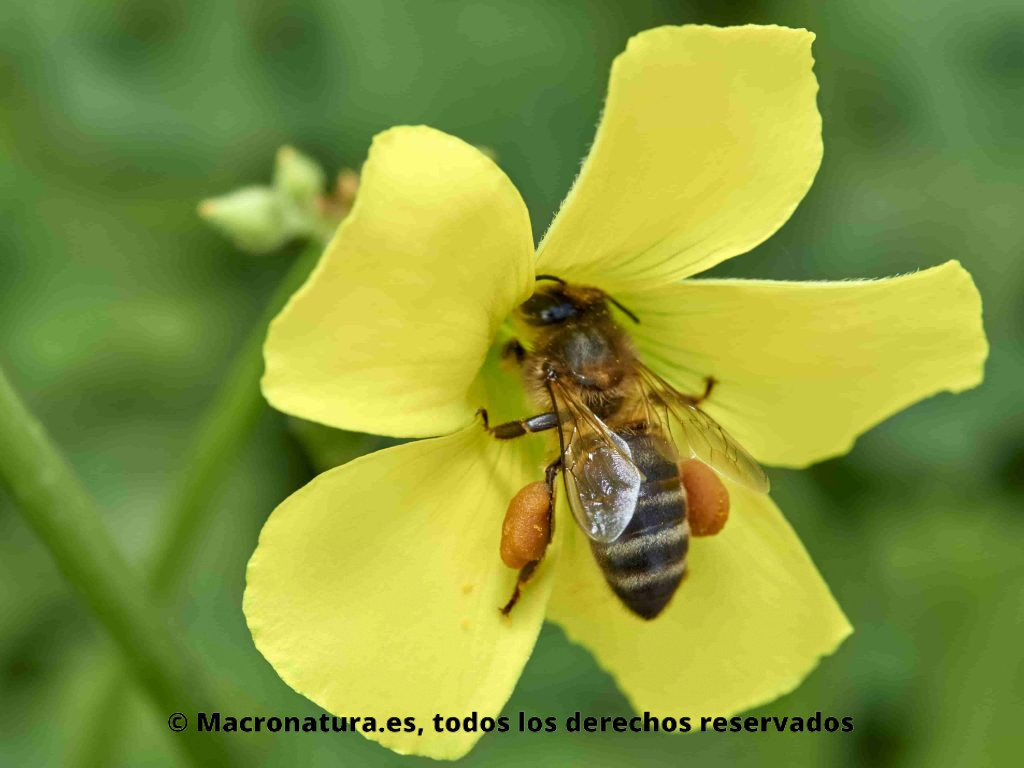 Abeja europea Apis mellifera recolectando polen de una flor de vinagreta. Patas cargadas de polen.