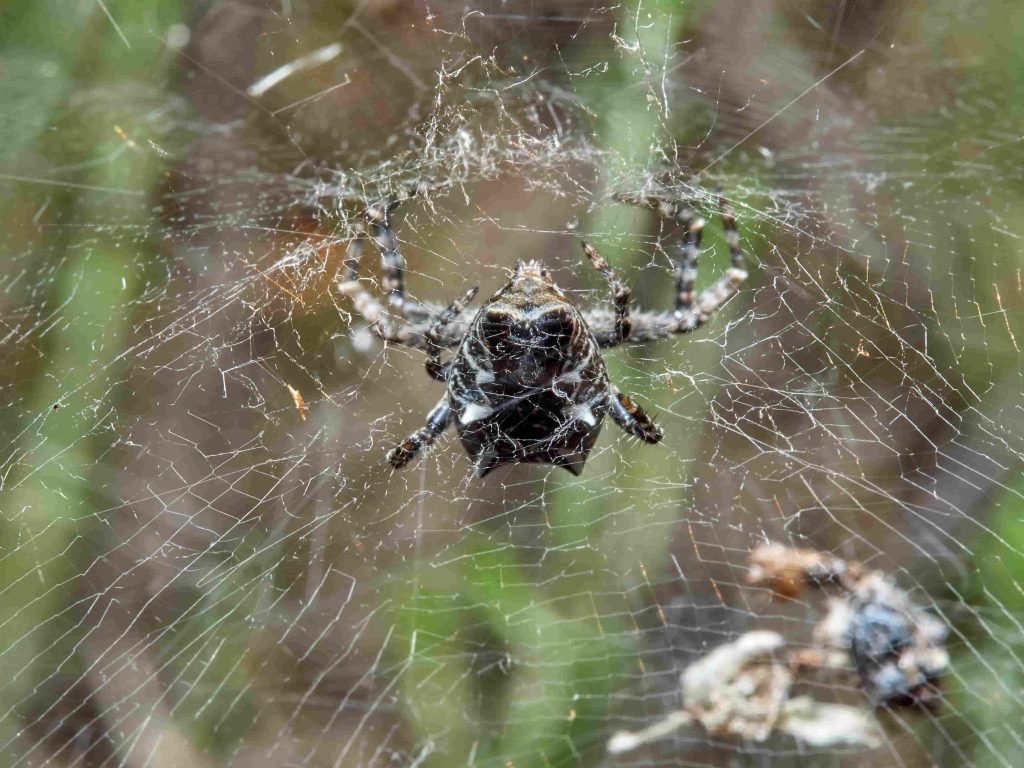 Araña de las chumberas Cyrtophora citricola, detalle abdomen