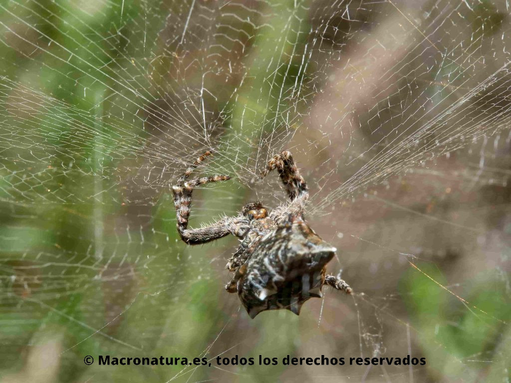 Detalle de tela de araña de una Araña de las chumberas Cyrtophora citricola
