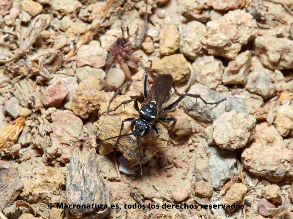 Avispas cazadoras de arañas género Cryptocheilus mirando a la cámarajunto a una araña