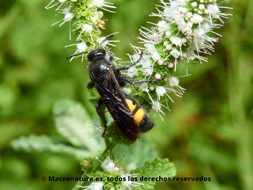 Avispa solitaria Scolia (Discolia) hirta sobre una flor alimentándose