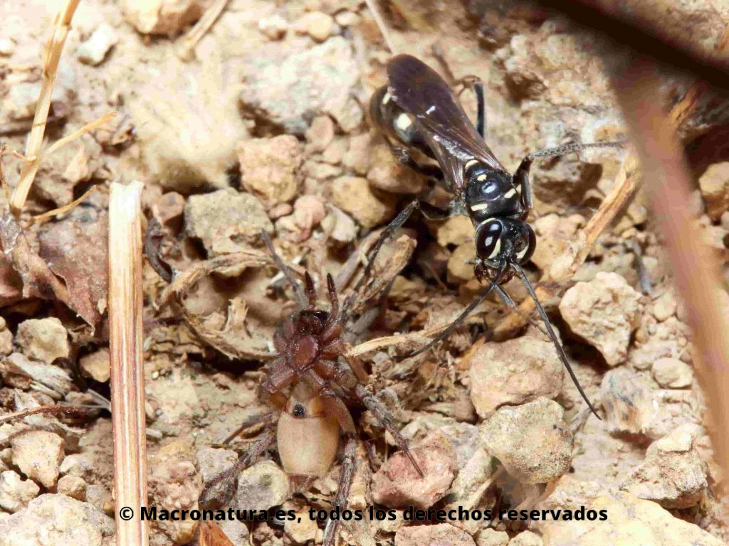 Avispas cazadoras de arañas género Cryptocheilus junto a su presa