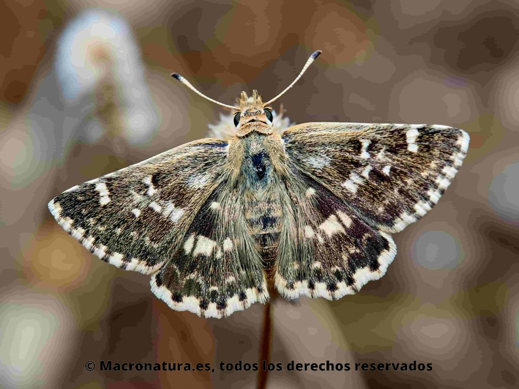 Mariposa Polvillo dorado Sloperia proto, vista cenital, con las alas extendidas