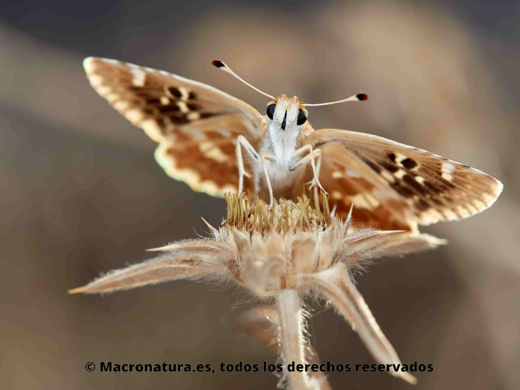 Mariposa Polvillo dorado Sloperia proto, vista frontal, detalle de ojos y antenas