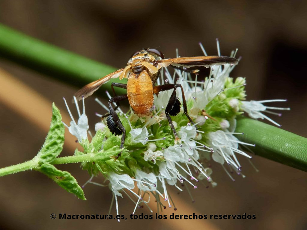 Mosca Trichopoda pennipes, detalle de patas
