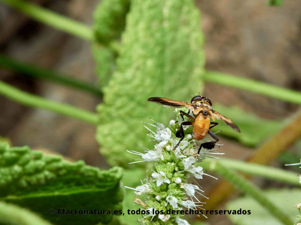 Mosca Trichopoda pennipes sobre flores alimentándose de néctar