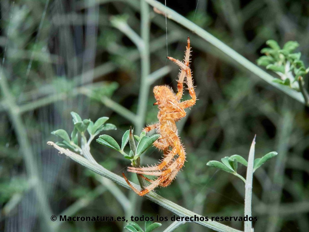 Araña de Jardín Europea Araneus diadematus o araña de la cruz, vista lateral