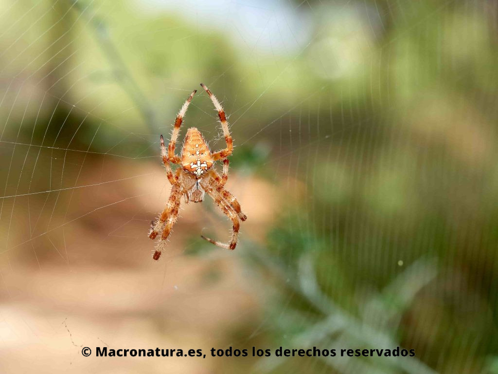 Araña de Jardín Europea Araneus diadematus o araña de la cruz, sobre su tela de araña en un fondo difuminado