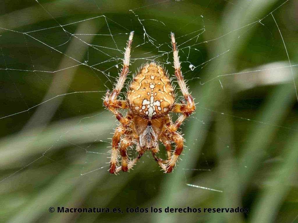 Araña de Jardín Europea Araneus diadematus o araña de la cruz, sobre su tela de araña
