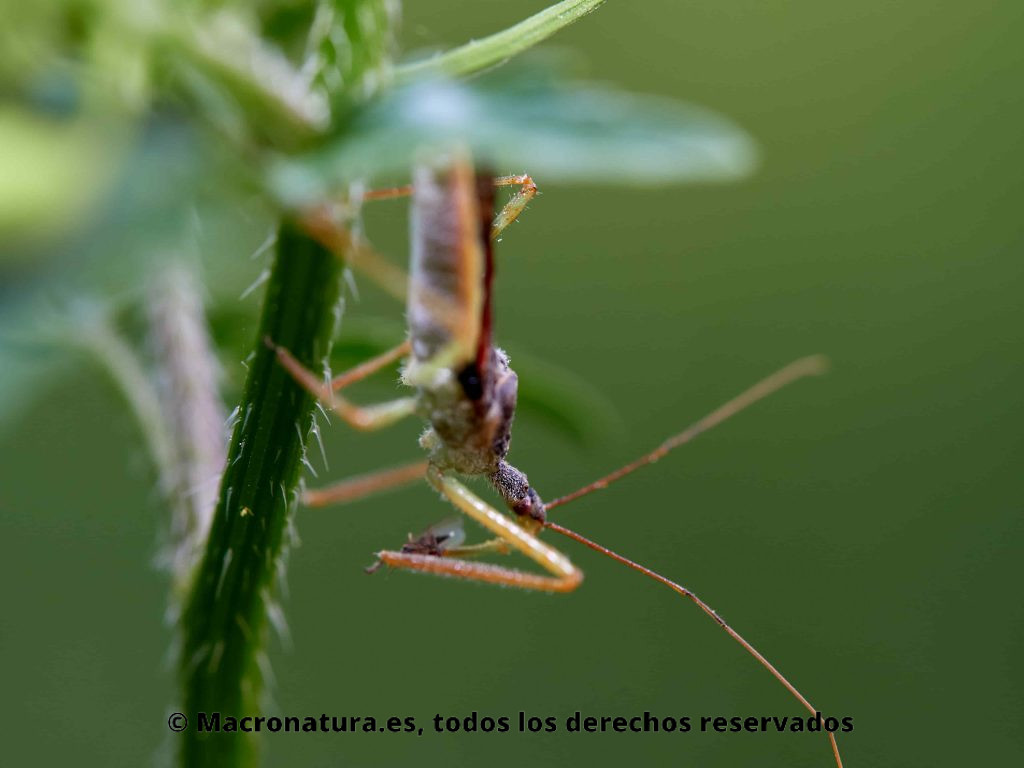 Chinche Asesina Norteamericana Zelus renardii sobre una planta. Detalle de cabeza y pico