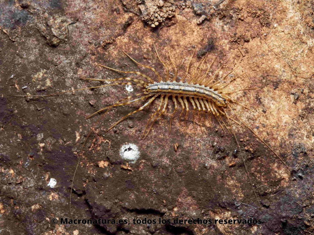 Ciempiés Doméstico del Mediterráneo Scutigera coleoptrata. Detalle de patas y antenas.