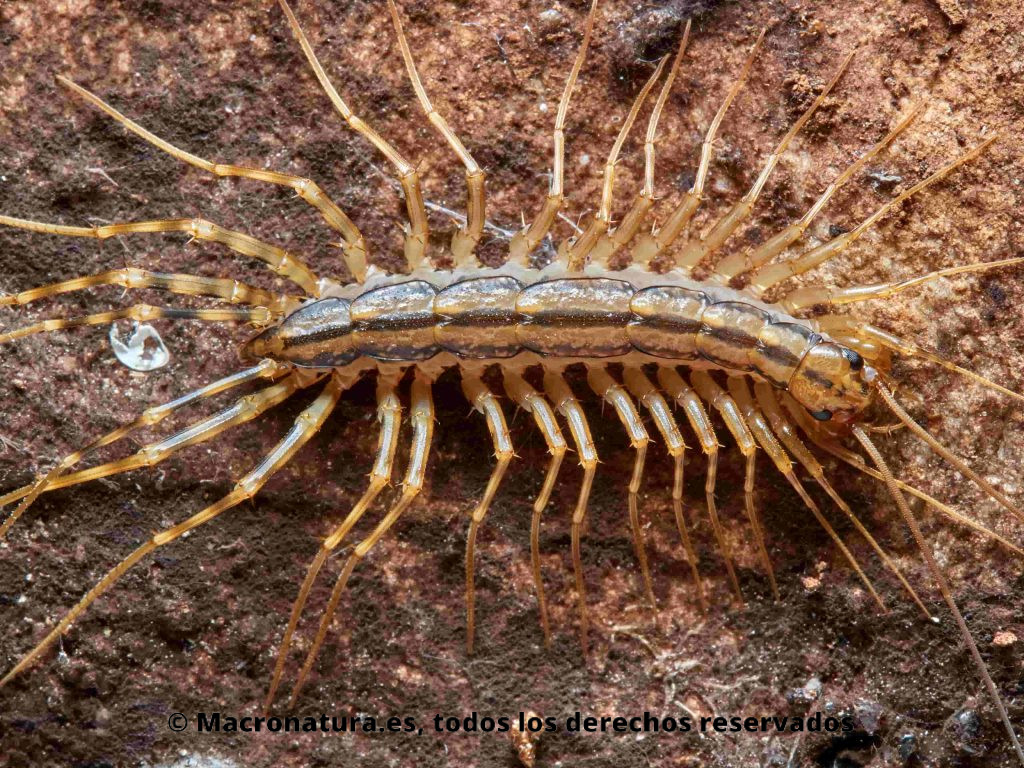 Ciempiés Doméstico del Mediterráneo Scutigera coleoptrata. Detalle de patas, 15 pares.