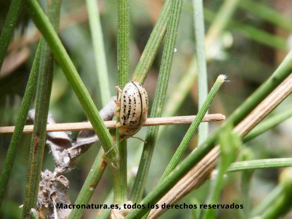Escarabajos de seis puntos género Lachnaia en el tallo de una planta. Gonioctena (Spartoxena) pseudogobanzi