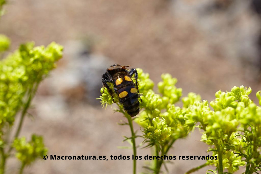 Avispa Mamut Megascolia maculata sobre flores recolectando néctar. Vista de abdomen con cuatro puntos amarillos
