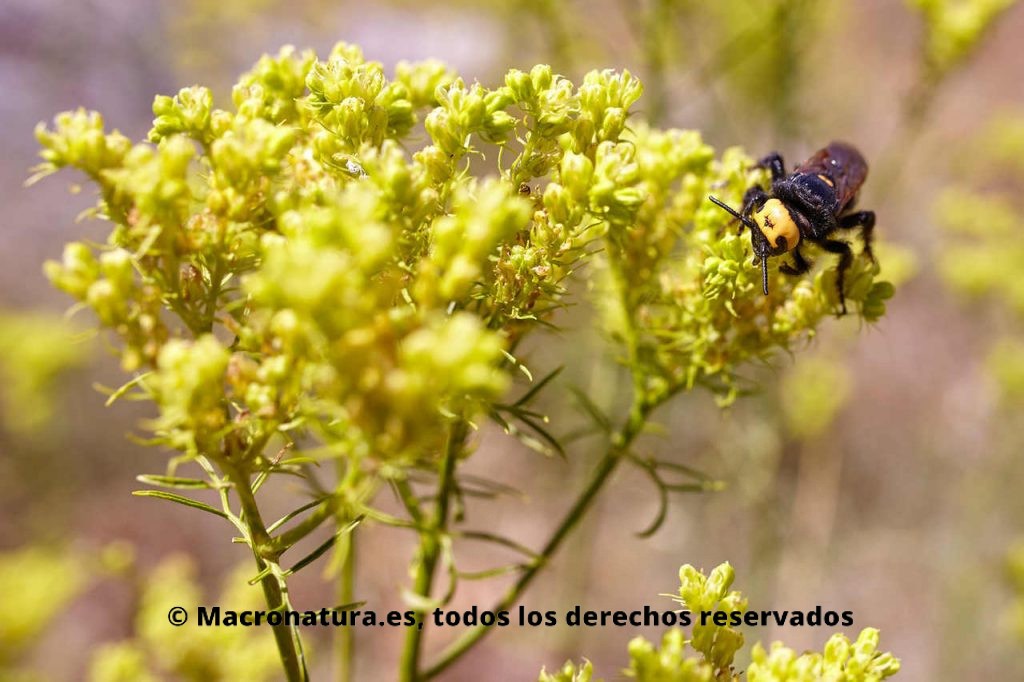 Avispa Mamut Megascolia maculata sobre flores recolectando néctar. Vista frontal con cuatro puntos amarillos