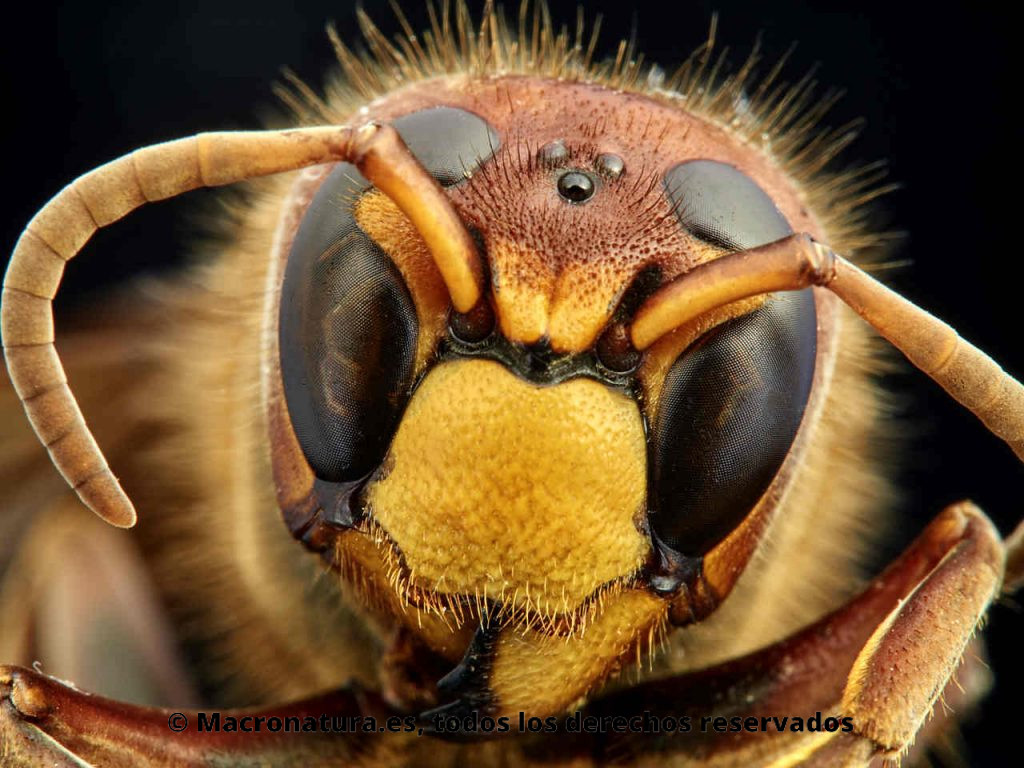 Avispón Europeo Vespa crabro. Detalle de la cabeza, ojos y antenas