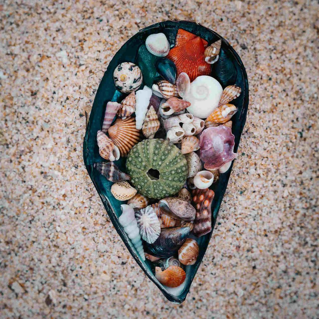 Conchas pqueñas dentro de la conchas de un mejillón en un fondo de arena. dentificar conchas de las playas de Málaga