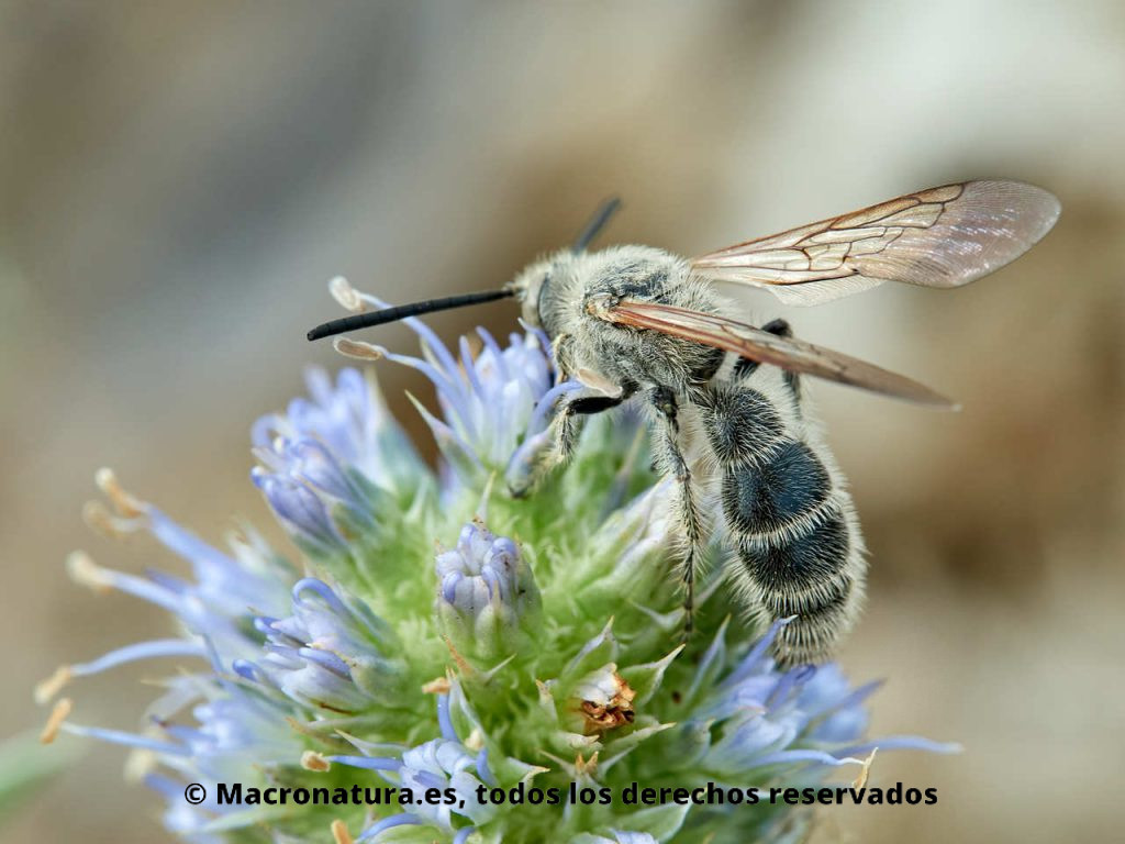 Avispa Campsomeriella thoracica alimentándose de néctar. Detalle de abdomen.