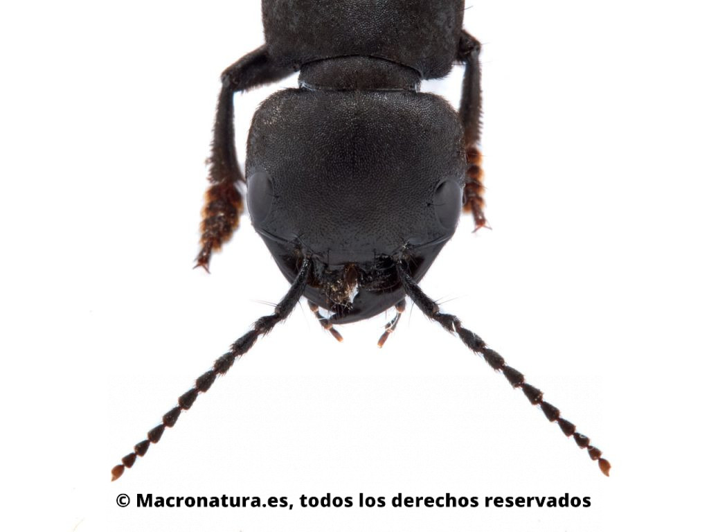 Escarabajo Errante Ocypus olens. Detalle de cabeza, antenas y mandíbulas