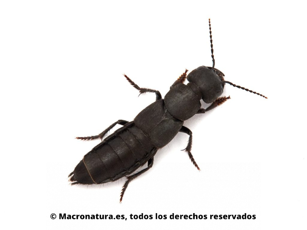 Escarabajo Errante Ocypus olens. Vista cenital.