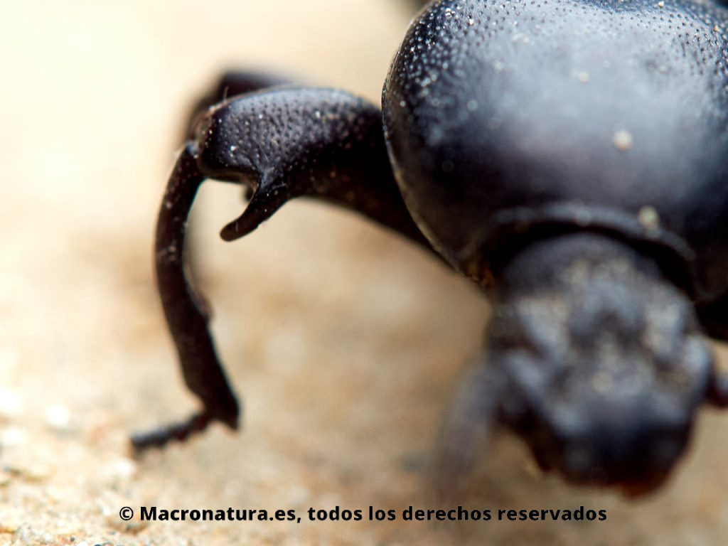 Escarabajo Tenebriónido Scaurus uncinus. Detalla de diente en el fémur.