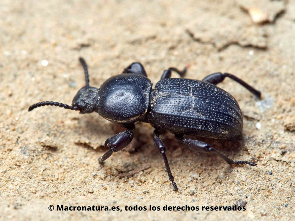 Escarabajo Tenebriónido Scaurus uncinus. Vista lateral.
