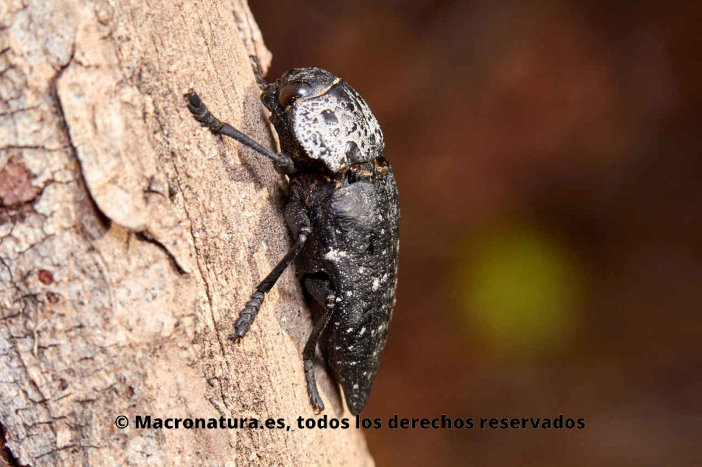 Escarabajo Capnodis tenebrionis sobre la corteza de un tronco. Vista lateral