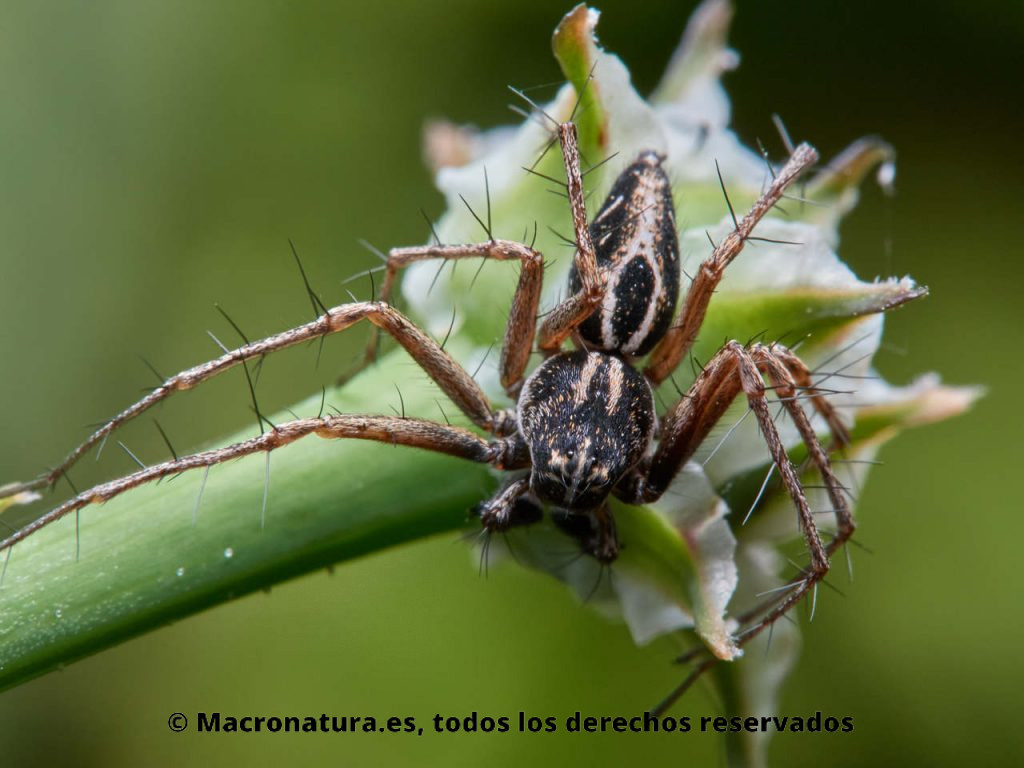Araña lince Oxyopes heterophthalmus sobre una planta. Vista cenital donde se observan detalles del cuerpo y patas espinosas