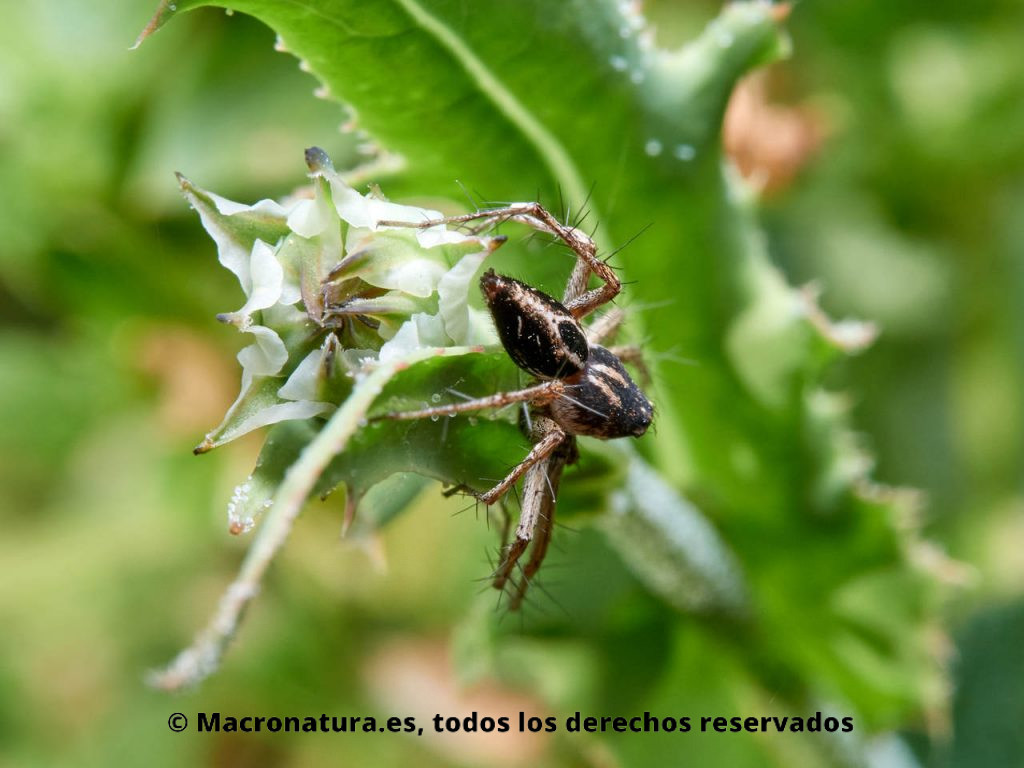 Araña lince Oxyopes heterophthalmus sobre una planta. Detalla de abdomen