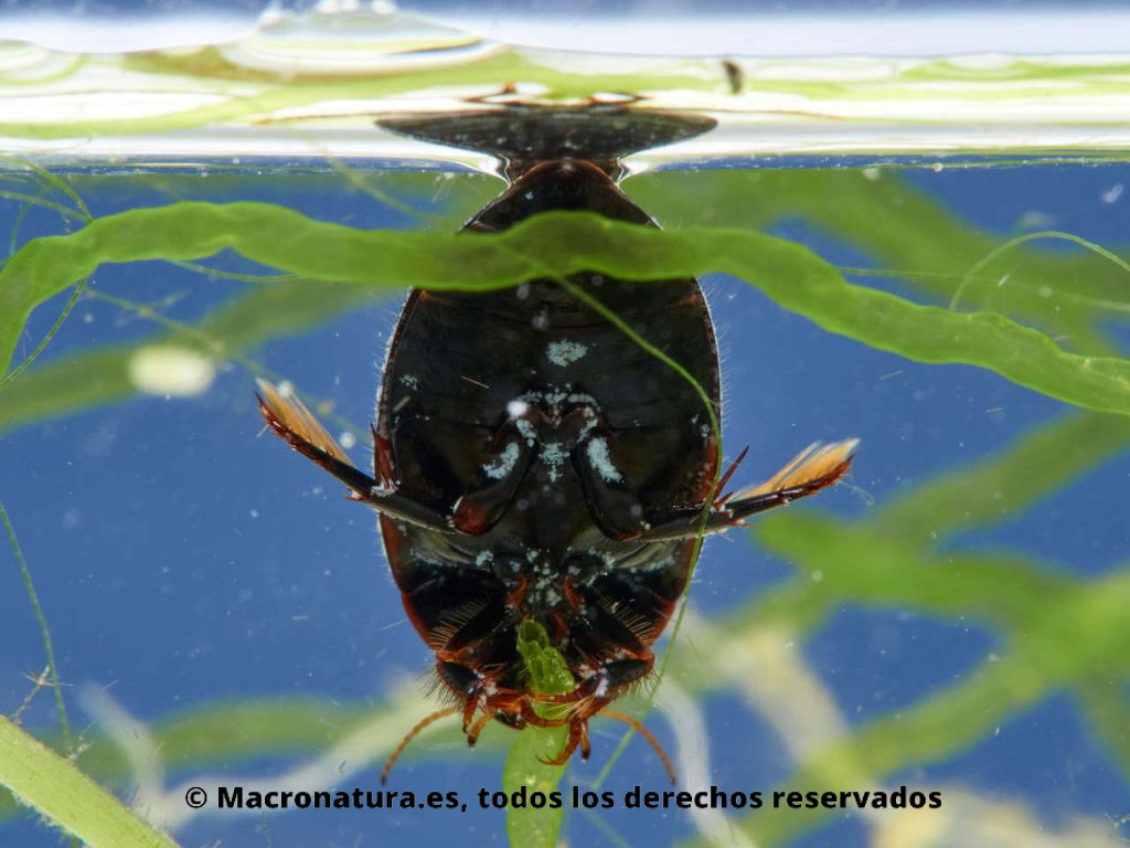 Escarabajo acuático Agabus didymus. Vista ventral.