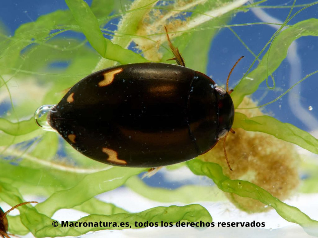 Escarabajo acuático Agabus didymus marcas en forma de N y U