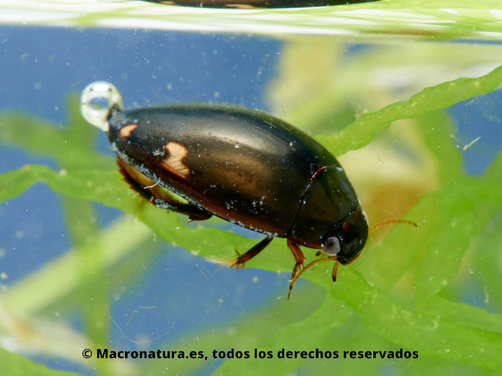 Escarabajo acuático Agabus didymus sobre una planta acuática.