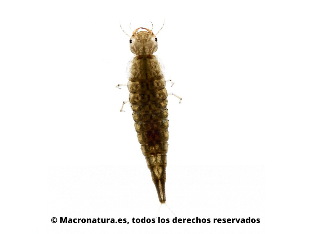 Escarabajos acuáticos Familia Dytiscidae. Rhantus suturali. Larva.