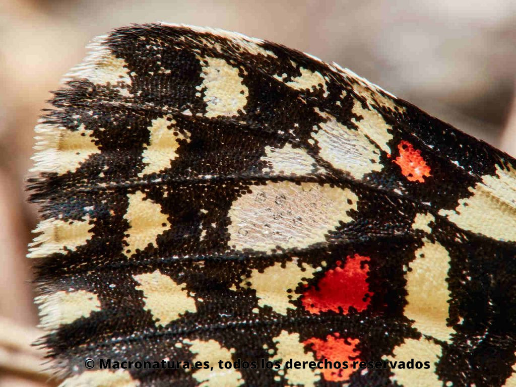 Mariposa arlequín Zerynthia rumina. Detalle de las alas donde se aprecian escamas de color amarillo, negro y rojo.