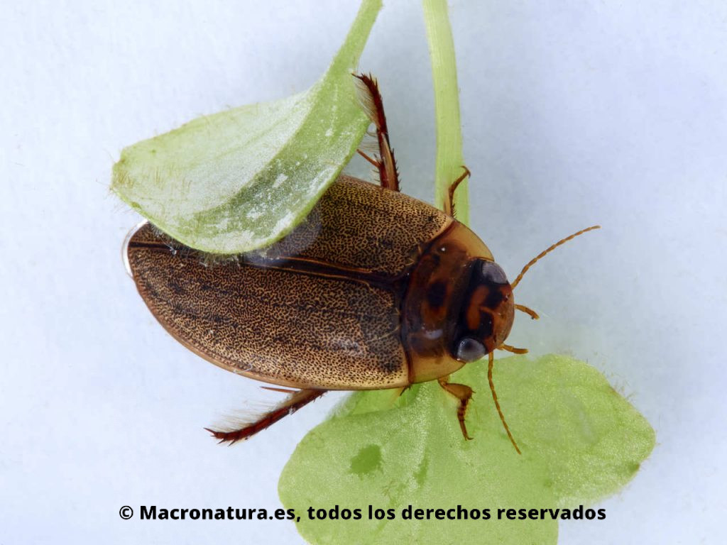 Escarabajos acuáticos Familia Dytiscidae. Rhantus suturali. Adulto.
