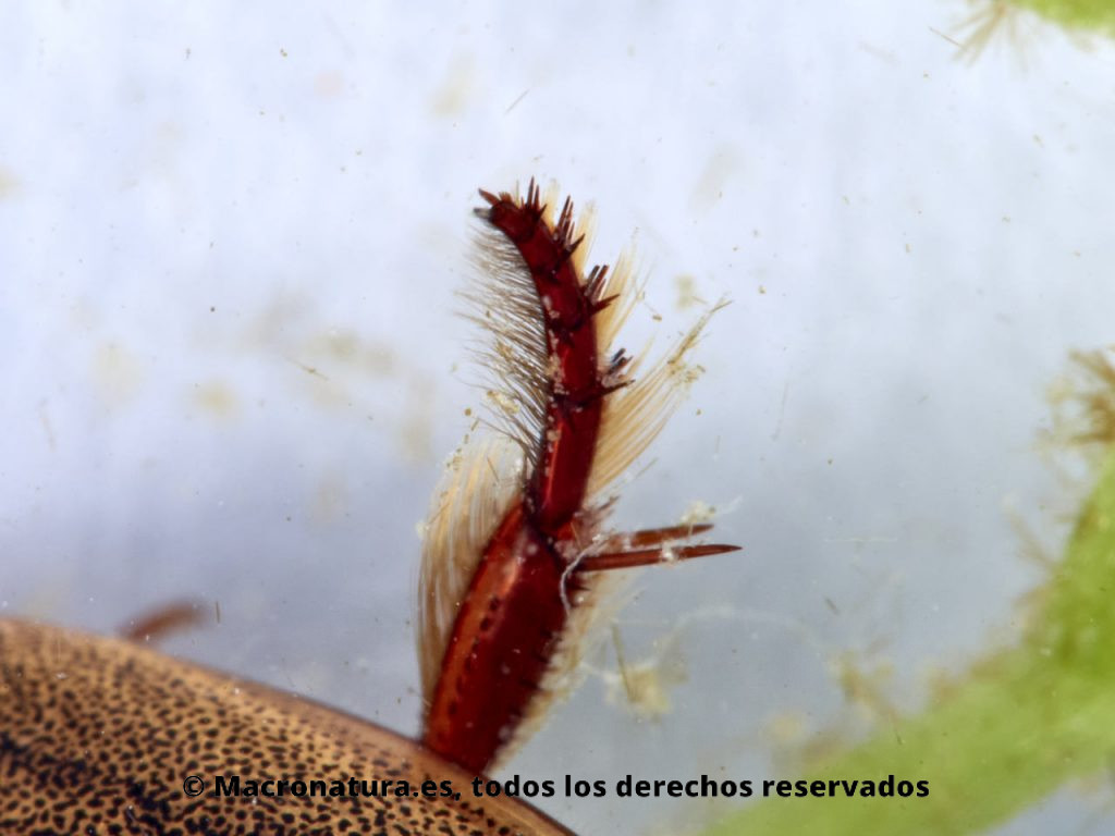 Escarabajos acuáticos Familia Dytiscidae. Rhantus suturali. Detalle pata nadadora.