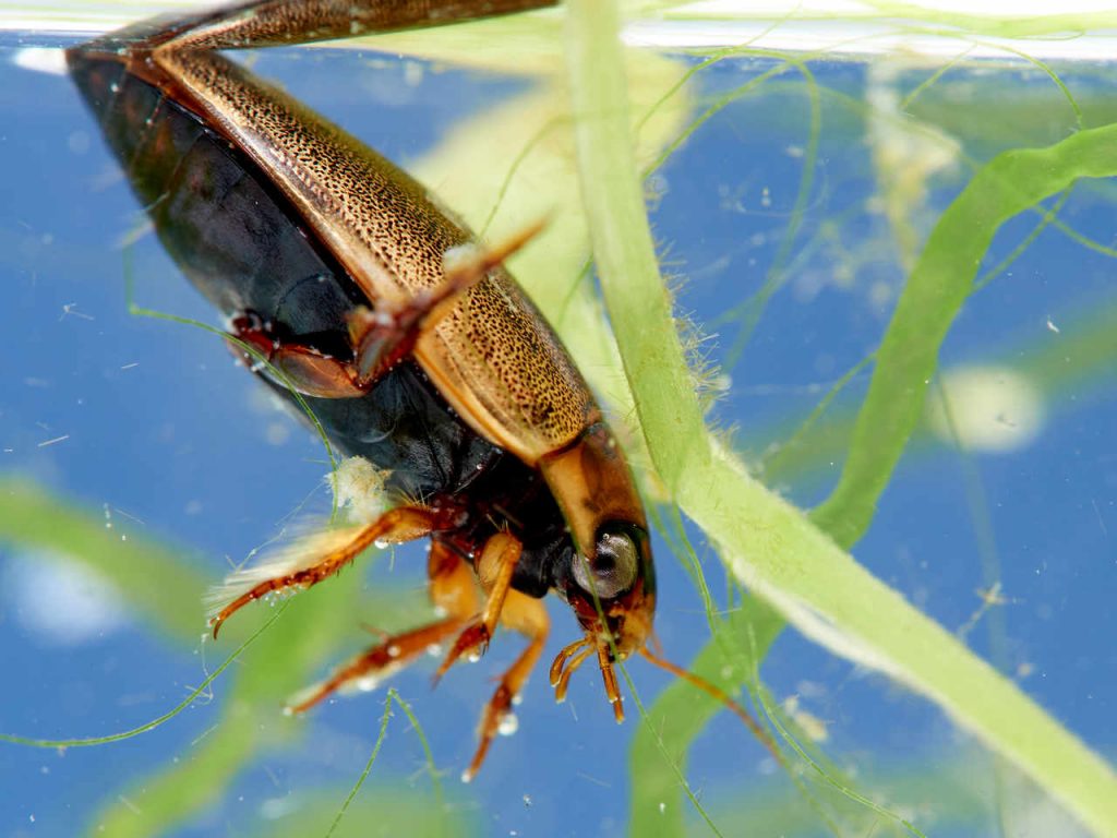 Escarabajo acuático Rhantus suturalis recogiendo aire de la superficie