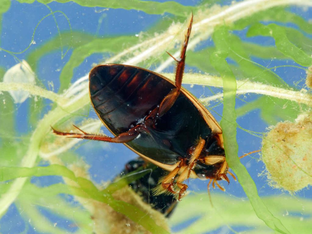 Escarabajo acuático Rhantus suturalis. Zona ventral negra.