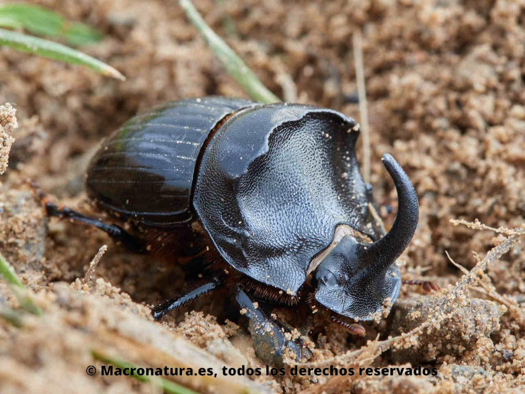 Escarabajo pelotero Copris hispanus con un gran cuerno curvado. Vista frente lateral.