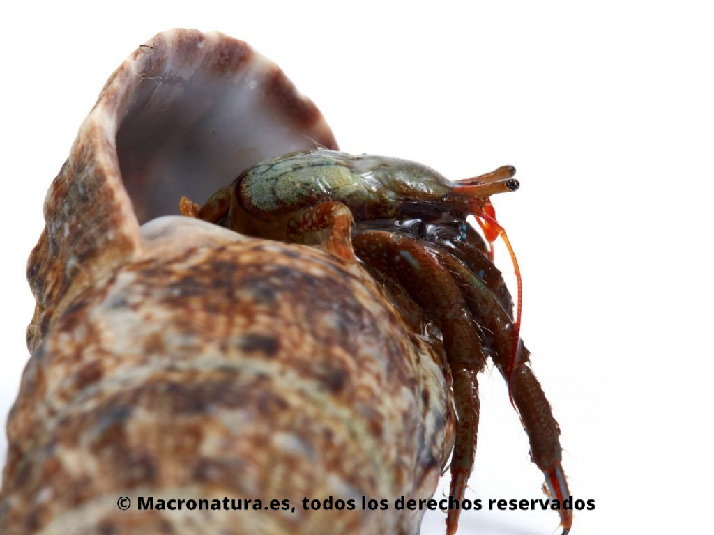 Cangrejo ermitaño Clibanarius erytrhopus, saliendo de una concha