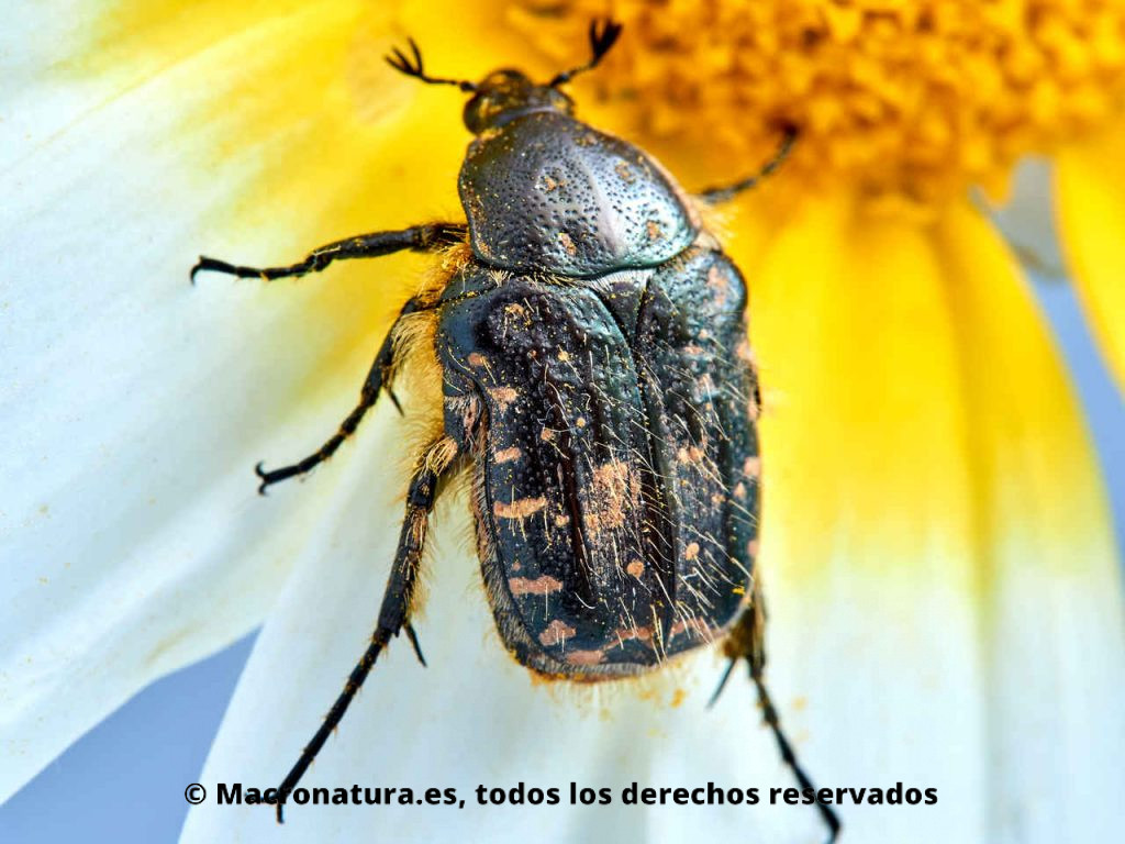 Escarabajo del Sudario Oxythyrea funesta sobre una margarita. Vista de manchas en élitros
